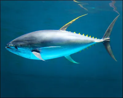 L'albacore est une espèce de poisson de la famille...