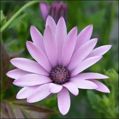 Dans une fleur, quel nom porte l'ensemble des pétales ?