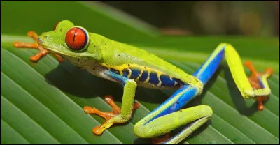 Les grenouilles ont l'étonnante capacité de pouvoir respirer à la fois par les poumons et par...