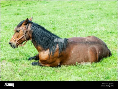 Quelle est lallure la plus lente ?