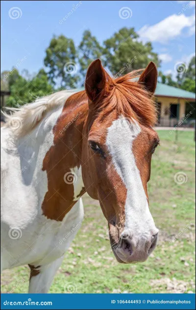 Comment appelle-t-on les poils longs autour de l'encolure du cheval ?