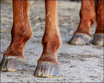 Comment s'appellent les pieds des chevaux ?