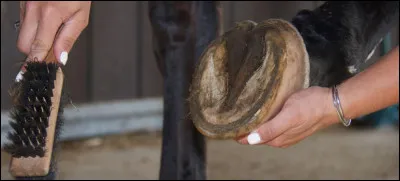 Quel outil utilise-t-on pour nettoyer les sabots ?