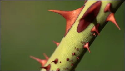 Quest-ce qui te fait le plus mal ?