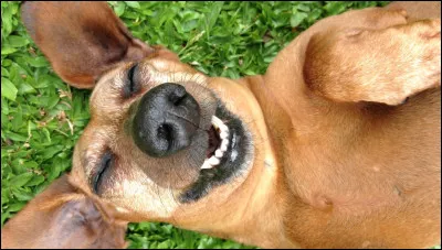 Une expression qui te ressemble bien, c'est :