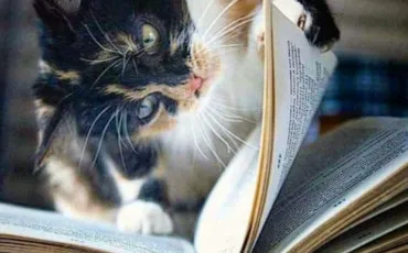 Quiz Littrature, posie