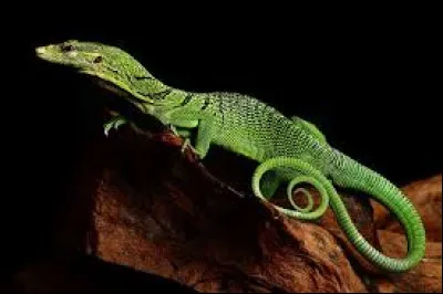 Le Varan émeraude est une espèce du ''Queensland'' qui est un État de quel pays ?