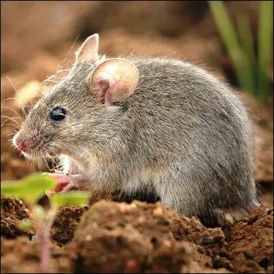 Lequel de ces petits animaux ressemblant à une souris nest pas un rongeur ?