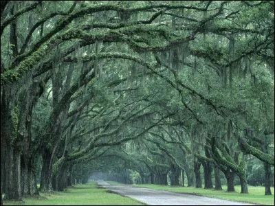 Cochez la vraie affirmation  propos de la Gorgie.