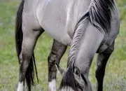 Quiz Les robes des chevaux
