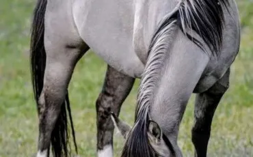 Quiz Chevaux