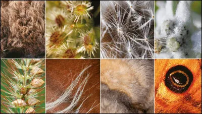 Combien existe-t-il de robes de chevaux ?