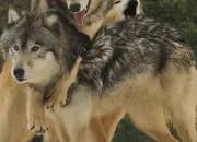 Quiz Loup : il ya de l'amour dans l'air !