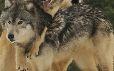 Quiz Loups