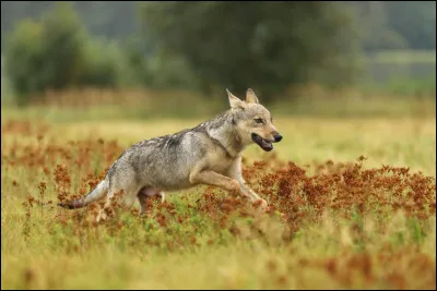 À quel âge le loup acquiert-il sa maturité sexuelle ?