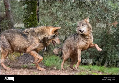 Combien de temps dure l'strus de la louve ?