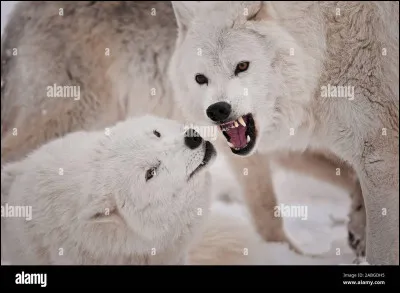 Que risque une femelle subordonnée si elle se reproduit ?