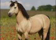 Quiz Quiz les disciplines questres - Galop 2