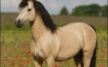 Quiz Chevaux