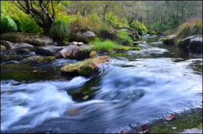 Quel chaton se noie dans la rivière ?