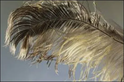 Qui a amené Plume Sombre dans le Clan du Ciel ?