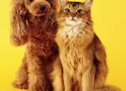 Quiz Entre chiens et chats