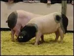 O trouve-t-on les' culs-noirs' ces cochons dont l'origine remonte  l'poque gauloise et qui doivent leur renomme  l'paisseur de leur gras (jusqu' 20cm) ?