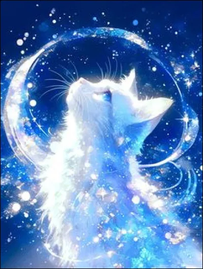 Enfin, veux-tu qu'on voit tout le chat sur la photo ?