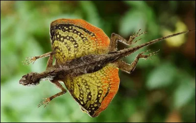 Le ''Dragon volant'' fait partie de quelle espèce ?