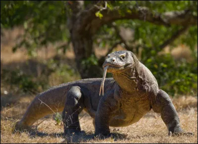Quel est l'autre nom du dragon de Komodo ?