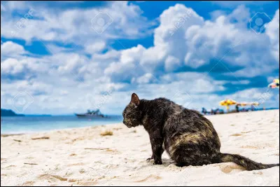 Qui est le mentor de Nuage du Sable ?