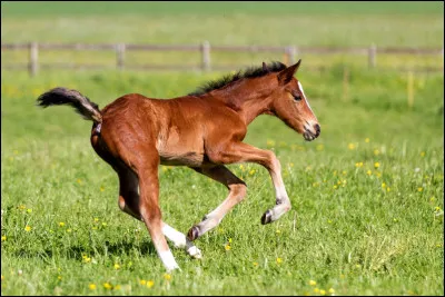 Quelle est cette petite bête ?