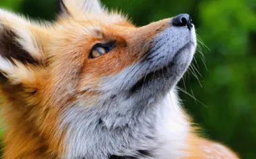 Quiz Animaux