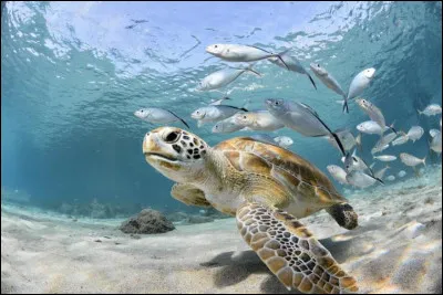 Parmi ces animaux, lesquels sont semi-aquatiques ?