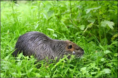 Le campagnol emphibie est...