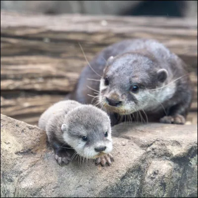 Une loutre donne naissance à environ...