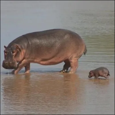 Un hippopotame peut courir jusqu'à...