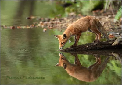 Les renards sont de bons nageurs :