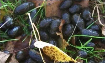 Nouvelle du conclave.