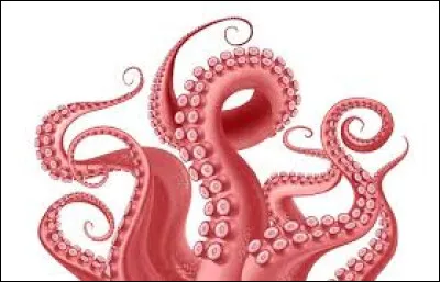 HUIT - Lequel de ces céphalopodes possède huit tentacules ?