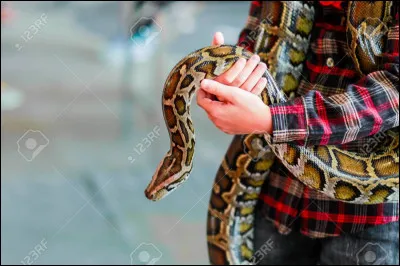 Serais-tu capable de toucher un serpent ?