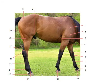 Comment se nomme la partie 14 sur l'image ?