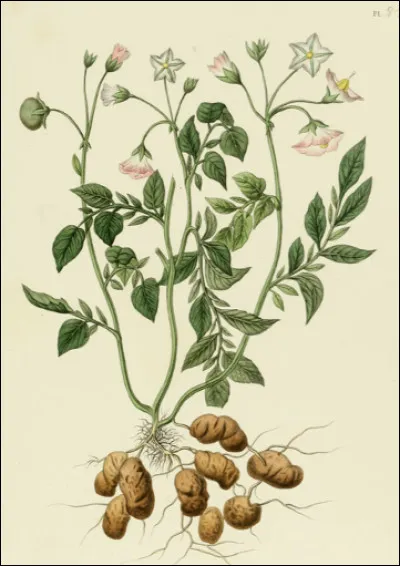 Quel est le nom de cette plante à fleurs, cultivée pour ses tubercules comestibles ?