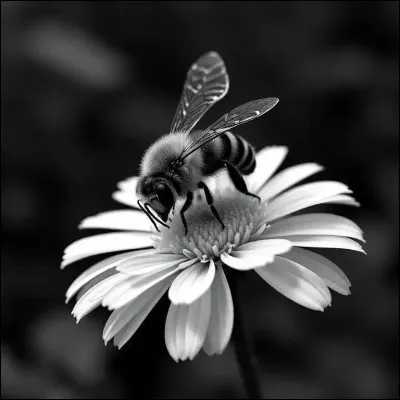 Qu'est-ce que l'essaimage chez les abeilles ?