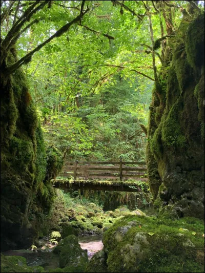 Dans le chapitre 2, comment s'appelle le vampire d'Amazonie qui a déjà entendu parler des enfants mi-humains mi-vampires et témoigne en faveur de Renesmée devant les Volturi ?