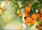 Quiz Culture fruite