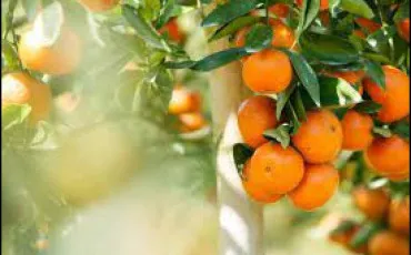 Quiz Fruits