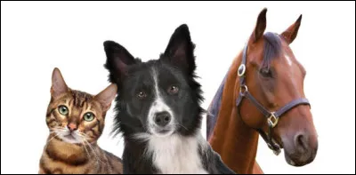 Quel animaux partagent sa vie ?