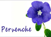 Quiz Pervenche