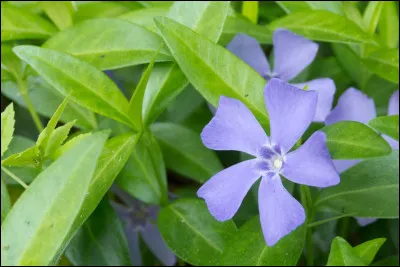 La pervenche est une plante...